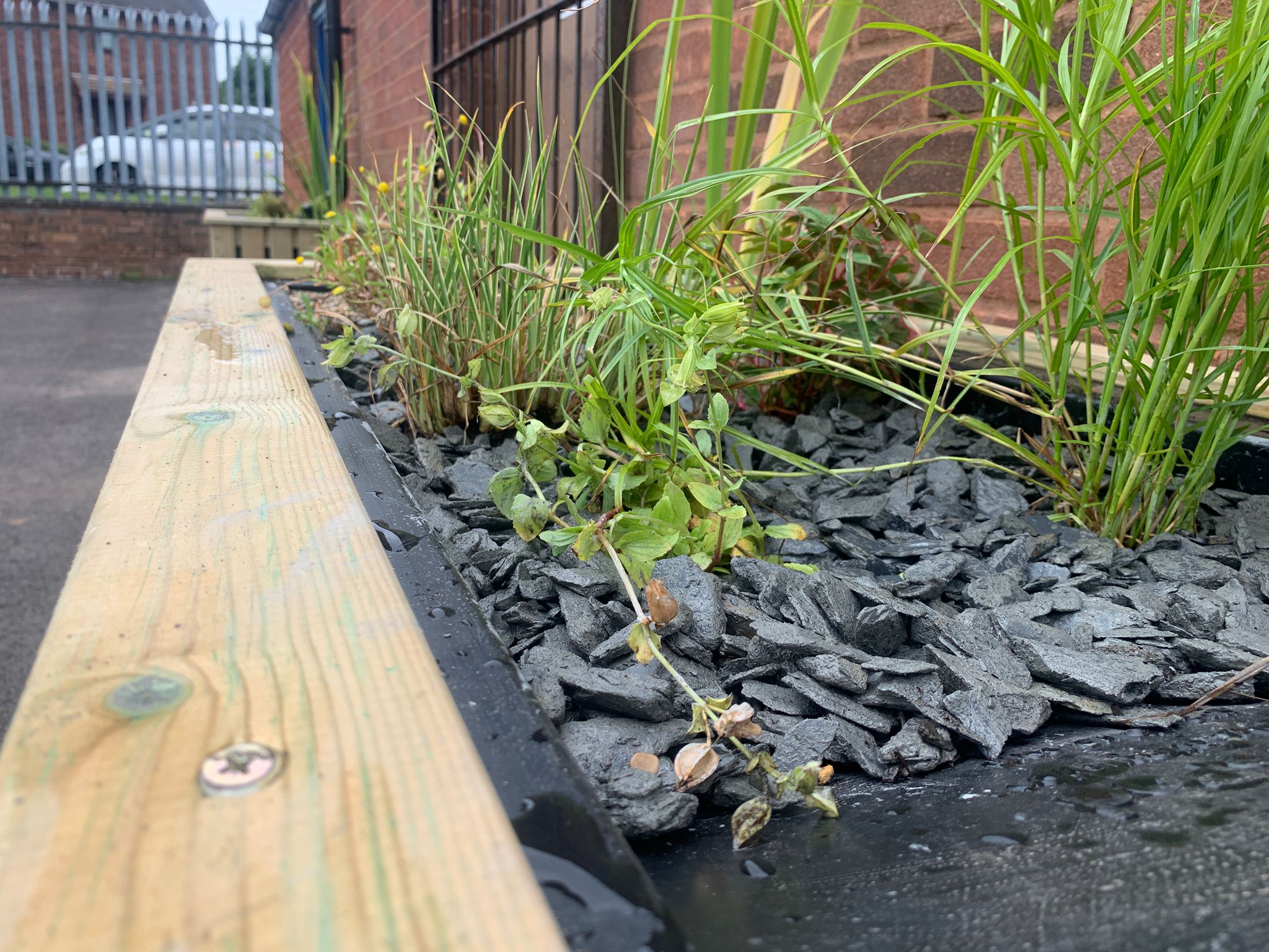 Close up image of planting within scheme