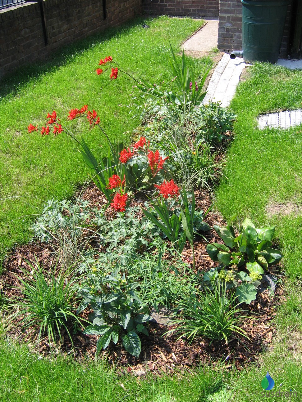 Raingarden planting within a residential garden