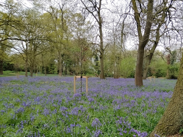 Image of bluebells growing in a wood